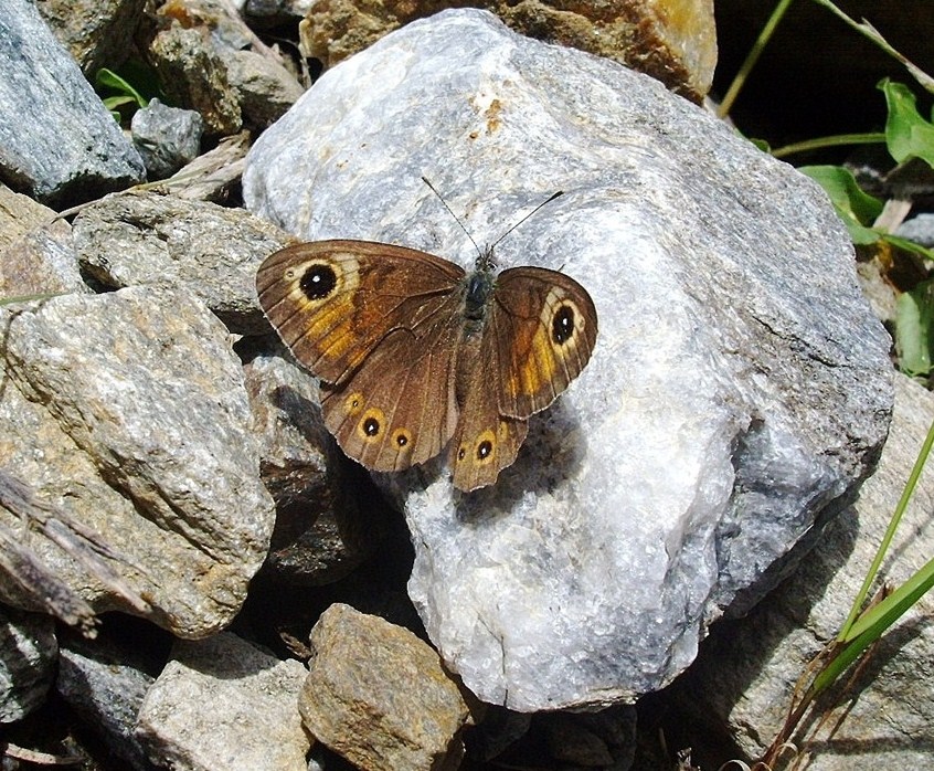 Farfalle di Valtellina, Valchiavenna, V.Poschiavo, Bregaglia